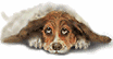 chien