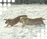 elevage golden retriever