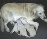 elevage golden retriever